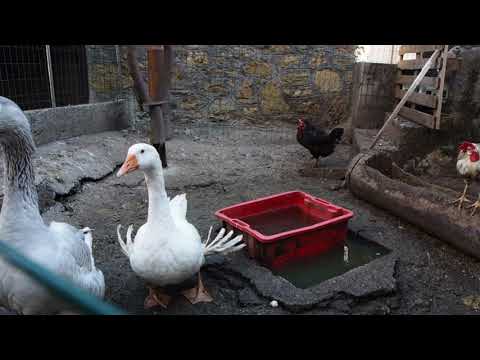 Trelli   Stavoli Porneschis