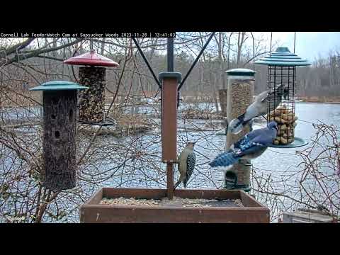 Busy Blue Jays And Woodpeckers Patrol The Cornell Feeders – Nov. 28, 2023