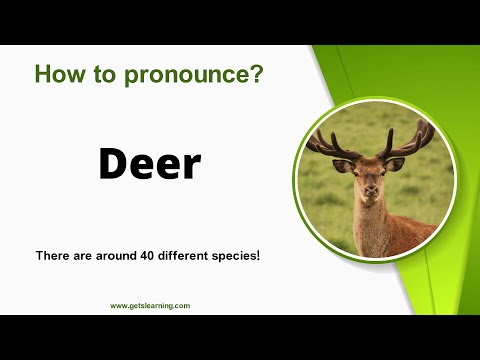 How to pronounce Deer in English Correctly
