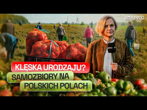 ROLNICY W PUŁAPCE. NIKT NIE CHCE SKUPOWAĆ POLSKICH WARZYW