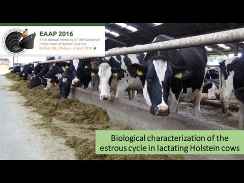 Biological characterization of the estrous cycle in lactating Holstein cows