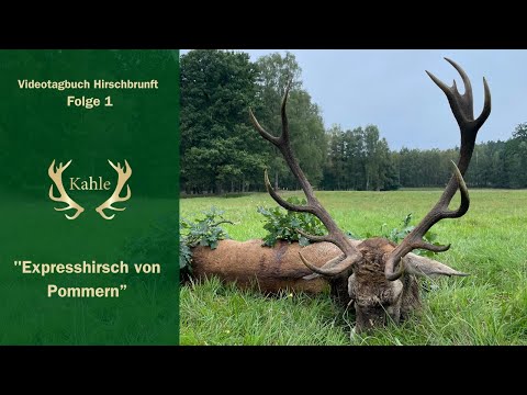 Expresshirsch in Pommern erlegt - Die Brunft beginnt