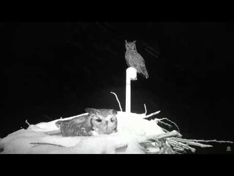 Great Horned Owl Pair on Snowy Nest