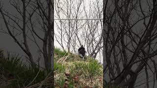 雷鳥　#立山 #室堂 #雷鳥 #アルペン #ライチョウ #鳥 #野鳥 #動物 #癒し