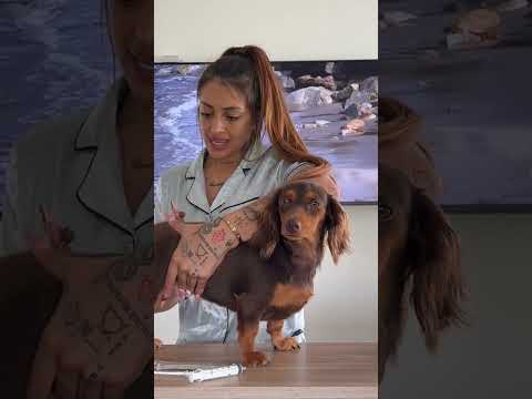 Pov: llevas a tu mascota al veterinario