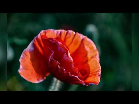 Willkommen im Meer der Farben - Blütenpracht Schwalmtal Niederrhein