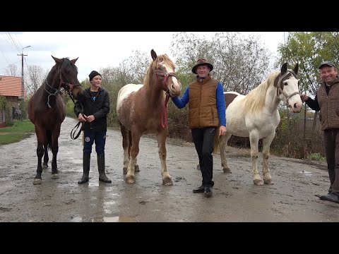 Caii lui Claudiu de la Satu Mare - 2019