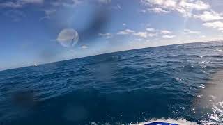Dolphin sombrero key GX010326