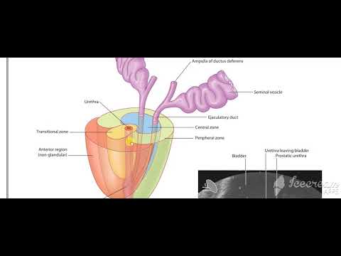 Male reproductive system