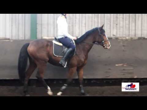 Future Boy SMH (Wonderboy x Maat I x Don Carlos) Ruin, 2010