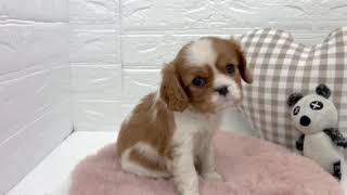 キャバリアの動画01