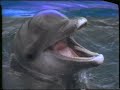 Audubon S Dolphin Adventures