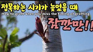 접붙이기 시기를 놓쳤다면 이렇게 하셔야 합니다. How to graft when you miss the ti…