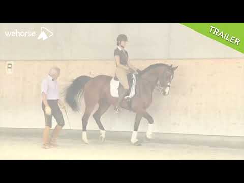 Wie geht die Drei-zu-eins-Zugelführung? | Klaus Krzisch