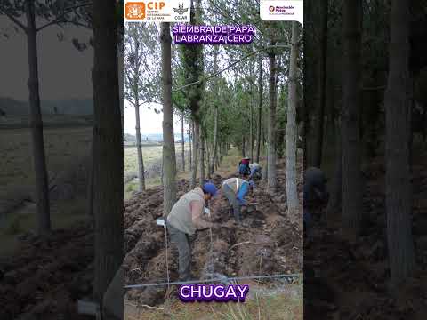 🌱 “¡Revolución Agrícola! 🥔 Siembra de PAPA en LABRANZA CERO en Chugay | Asociación Pataz – Poderosa”