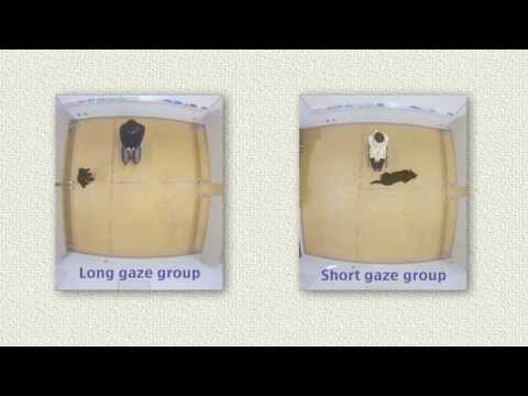 Oxytocin gaze positive loop and the coevolution of human dog bonds