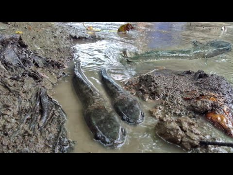 Episode22|Huli ang malaking Dalag sa Pangangapa at Paglilimas