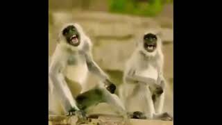 hasne wala meme monkey 🐒🐒