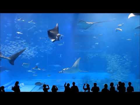 10 Hours of Okinawa Churaumi Aquarium