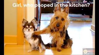 Girl , who pooped in the kitchen?  Funny Animal Compilation - Ep1