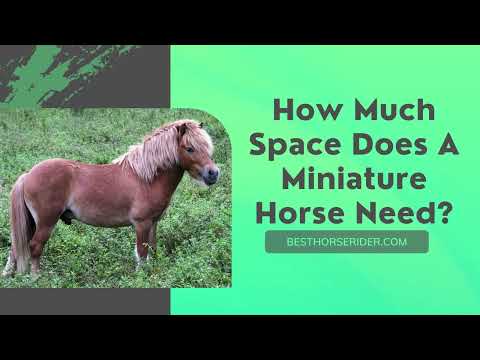 YouTube video about: How much space does a horse require?