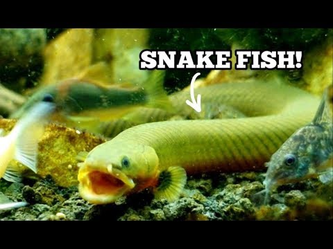 ELUSIVE ROPE FISH FEEDING CAUGHT ON CAMERA!