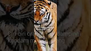 Download lagu Ciri-ciri orang yang didampingi khodam macan loreng mp3 Download lagu Ciri-ciri orang yang didampingi khodam macan loreng mp3