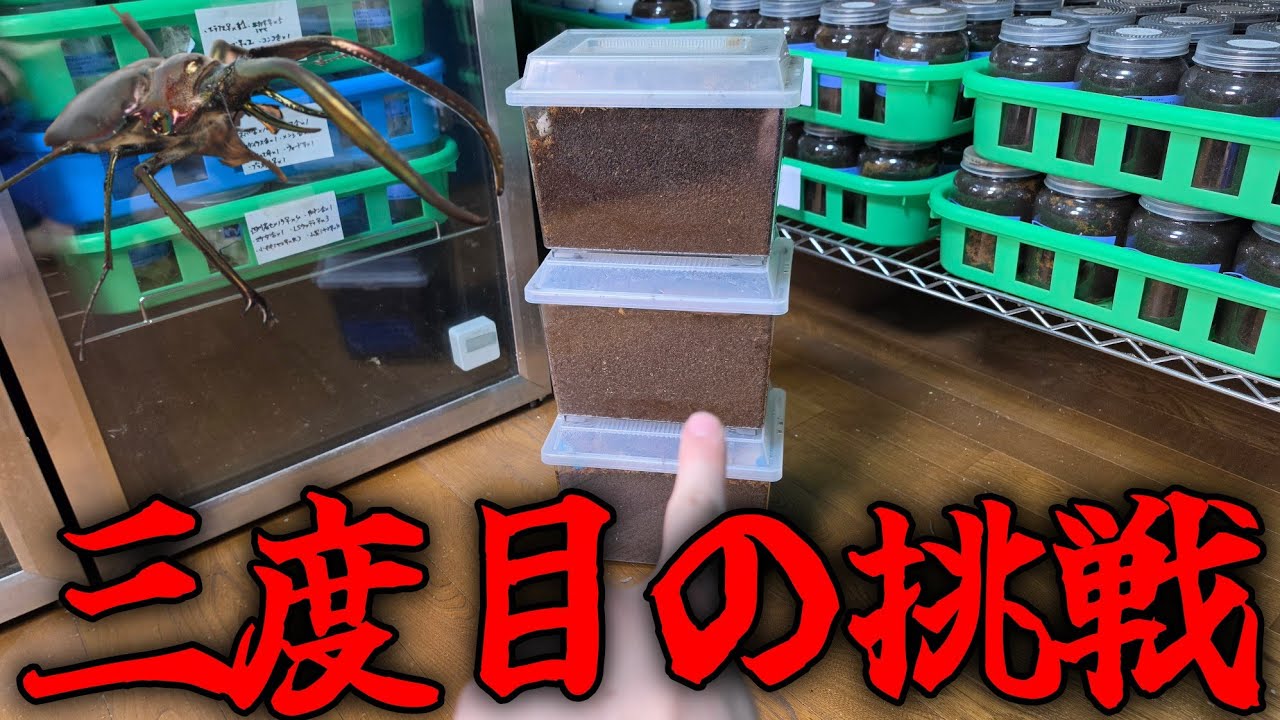 50万円で購入したクワガタに緊急事態がおきました