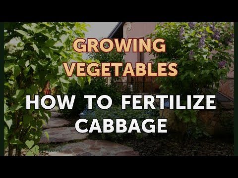 , title : 'How to Fertilize Cabbage'