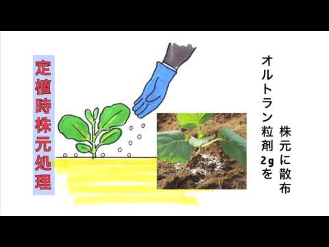 アクロマトプシアについて詳しく解説