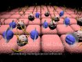 Bacterial Meningitis - fulminant - video - Animation.