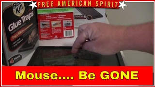 EW...  Mouse and Rat Attacks.  Which Mouse Traps work best?