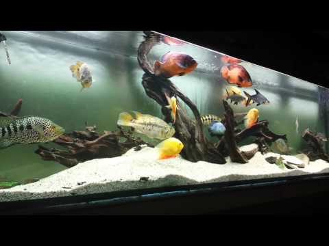 Duże akwarium update