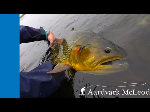 Oro Negro - Fly Fishing For Golden Dorado in Argentina