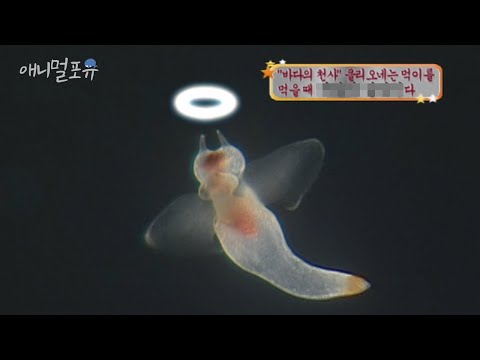 아이콘