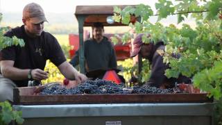 preview picture of video 'Harvesting Jordan Alexander Valley Cabernet Sauvignon grapes at sunrise, Harvest 2010'