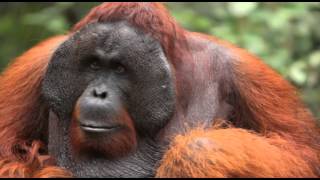 Save the Sumatran Orangutan from Extinction