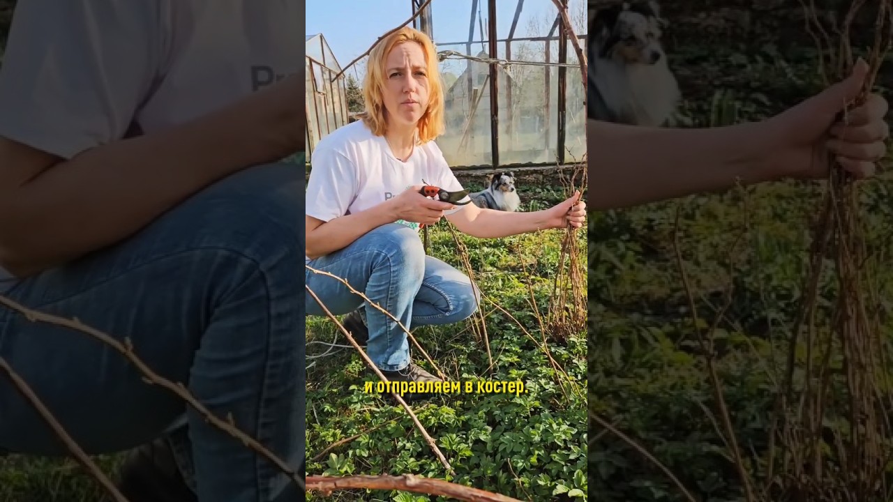 Вся малина погибнет, если появились эти симптомы! Коварный вредитель и опасная болезнь лишают урожая