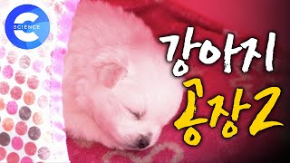 강아지 공장에서 구출된 개들 | 구조 후 달라진 모습 | 반려견 ???? 하나뿐인 지구