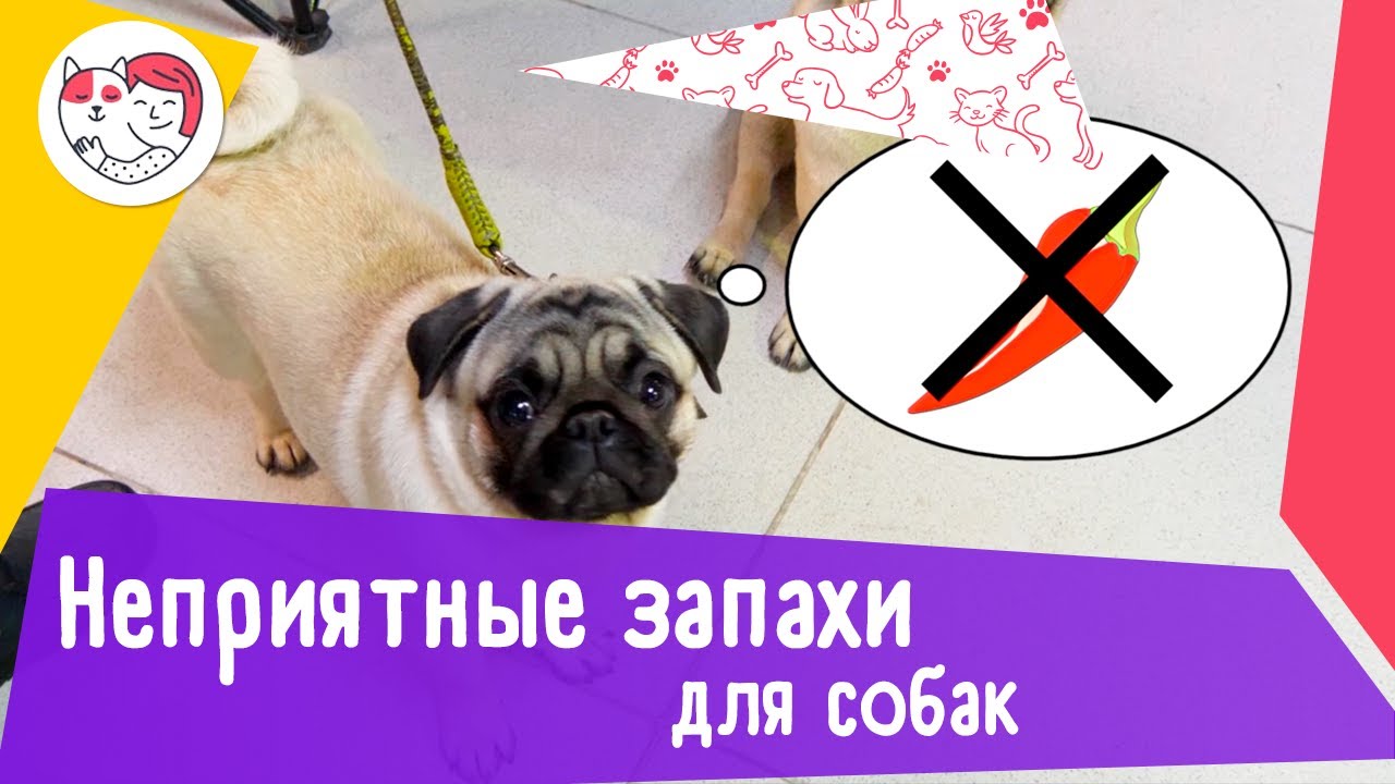 5 запахов, которые собаки терпеть не могут