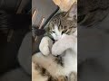 Grey White Cat Just Curled Up And Purrs Out Loud Whenever I Get Close To Him
