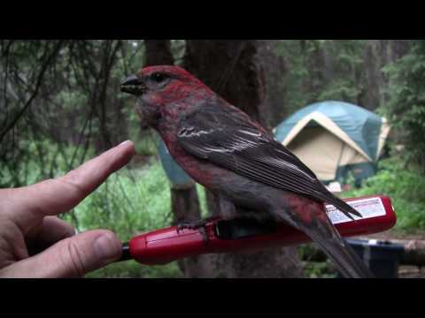 Bird on Hand - in HD