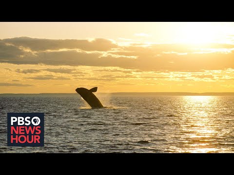 Lobster industry says regulations to save right whales will push ...
