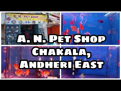 download lagu mp3 mp4 An Pet Shop Mumbai Maharashtra, download lagu An Pet Shop Mumbai Maharashtra gratis, unduh video klip An Pet Shop Mumbai Maharashtra