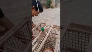 Download lagu Lomba rumahan burung emprit( peking ) BAYA-BAYA VS BAYEM mp3 Download lagu Lomba rumahan burung emprit( peking ) BAYA-BAYA VS BAYEM mp3