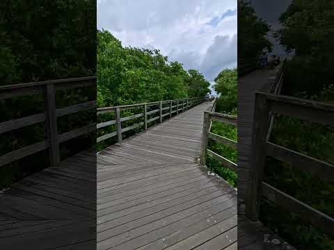 🍃 #youtube #shortsvideo #saofranciscodosul #santacatarina #brasil #world #travel #praia #natureza