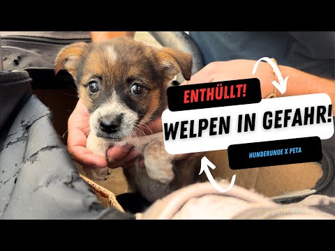 🚫 Schockierende Wahrheit: Der dunkle Welpenhandel zwischen Polen & Deutschland!