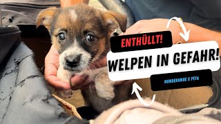 🚫 Schockierende Wahrheit: Der dunkle Welpenhandel zwischen Polen & Deu