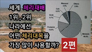 체리재배 정보 자료, 체리대목별 특성과 문제점 2편