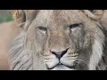 Male Lion Cub At ZSL Whipsnade Zoo